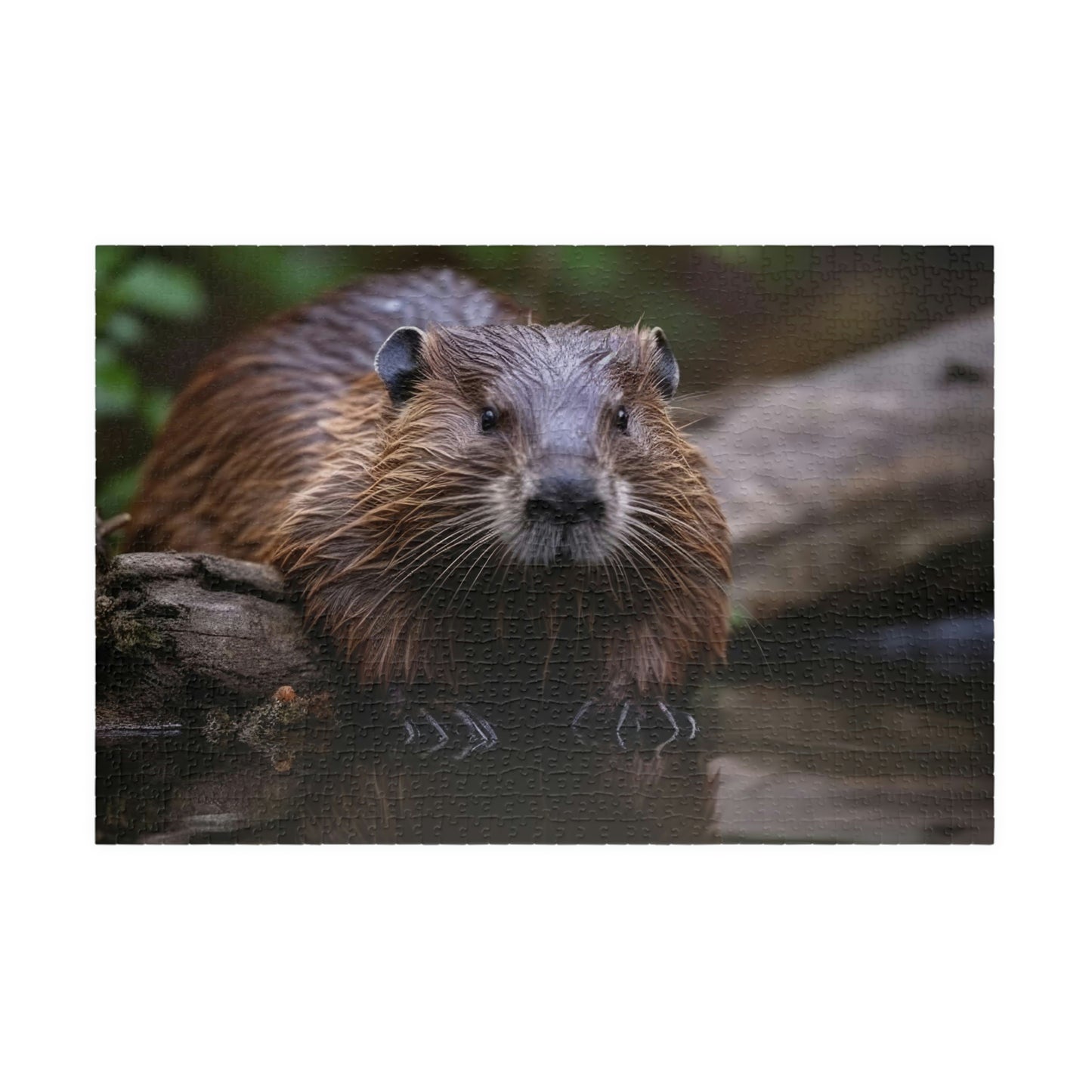 beaver puzzle