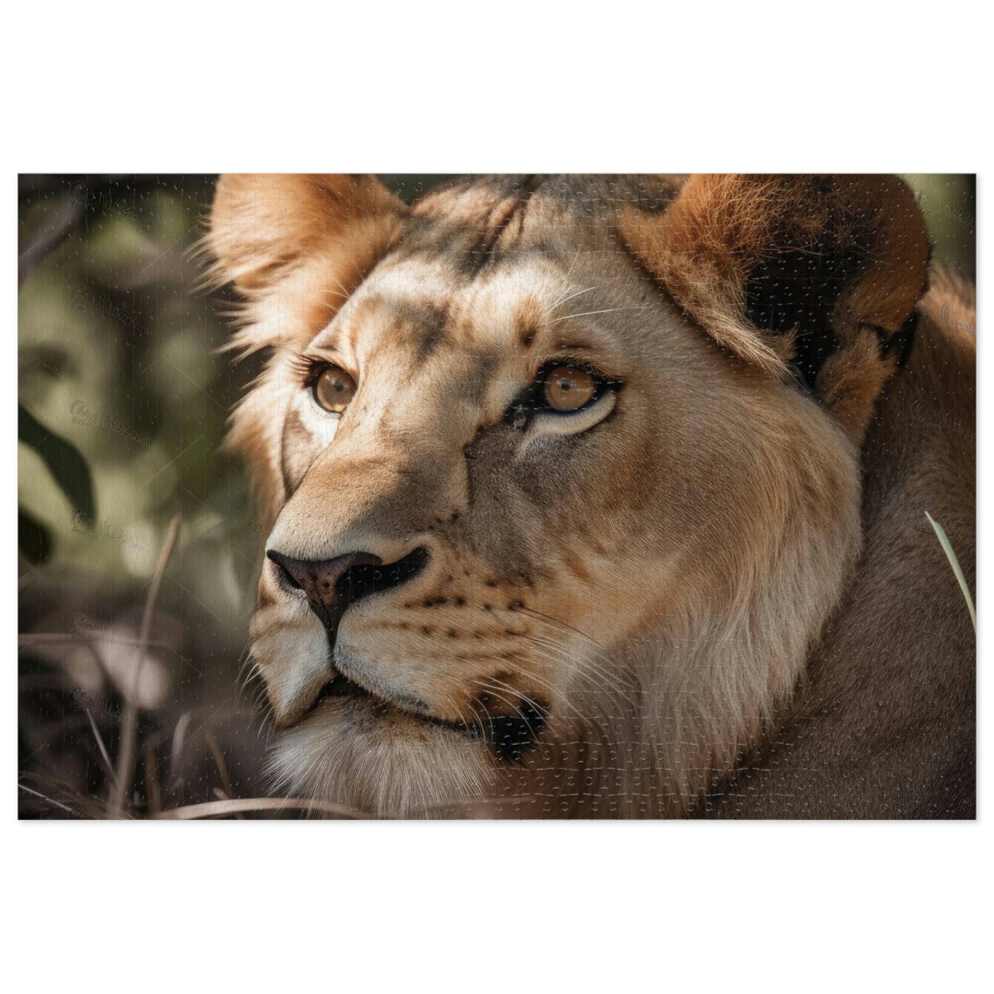 Majestic Lion 2 Puzzle: (500, 1000 pc)