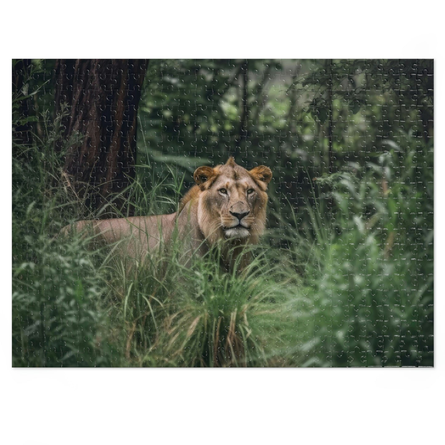 Majestic Lion 3 Puzzle: (500, 1000 pc)