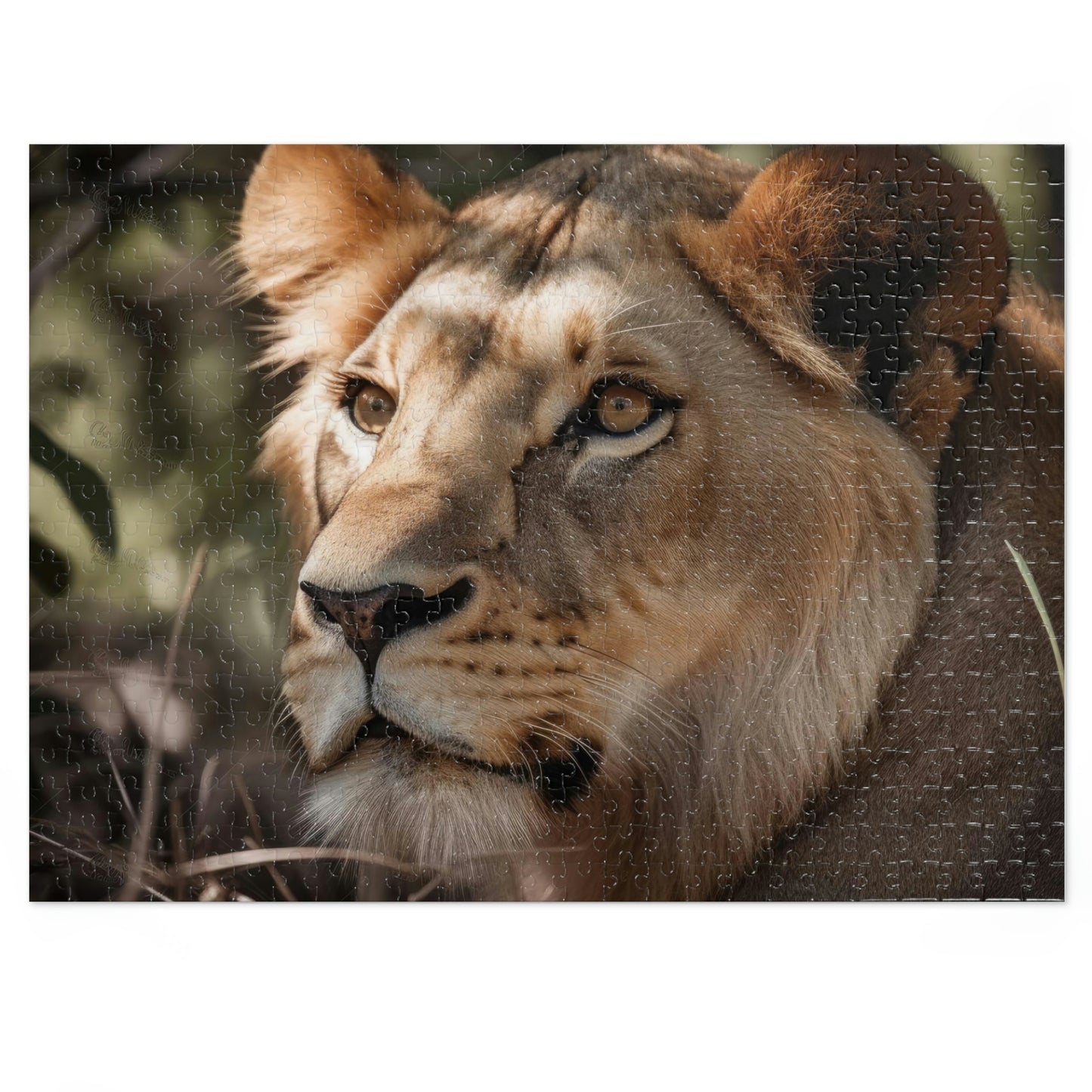 Majestic Lion 2 Puzzle: (500, 1000 pc)