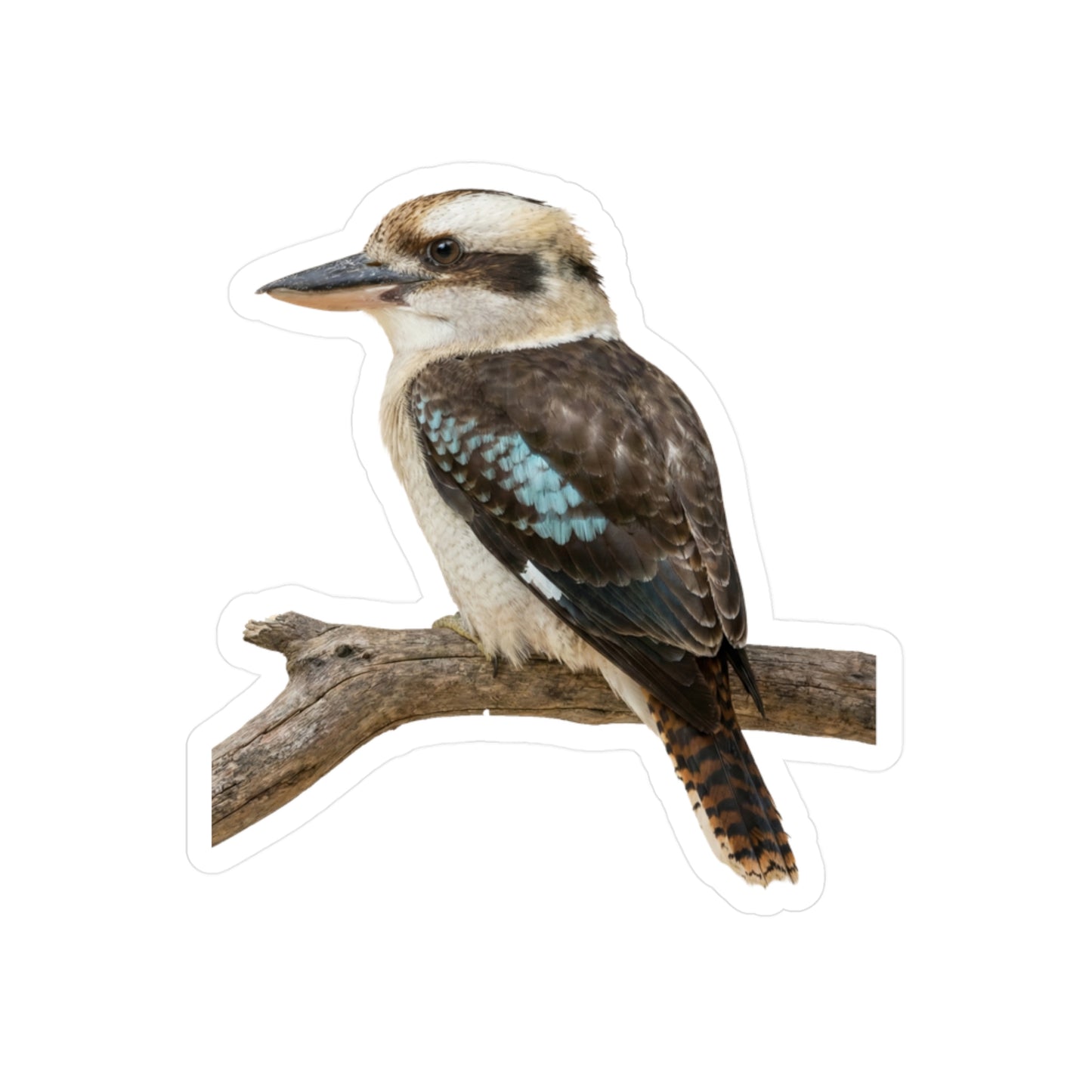 Kookaburra Vinyl Decal | Bird Sticker, Australian Wildlife