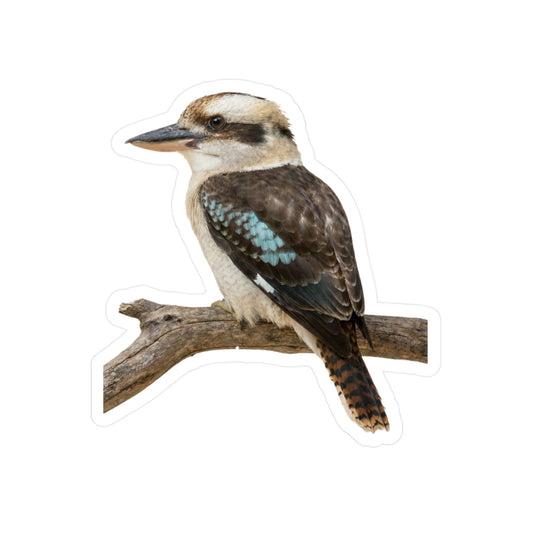 Kookaburra Vinyl Decal | Bird Sticker, Australian Wildlife