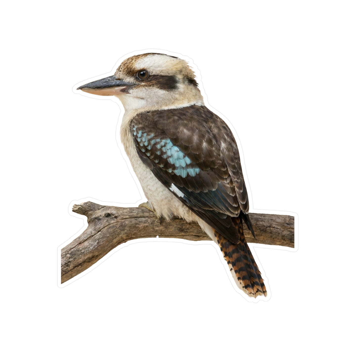 Kookaburra Vinyl Decal | Bird Sticker, Australian Wildlife