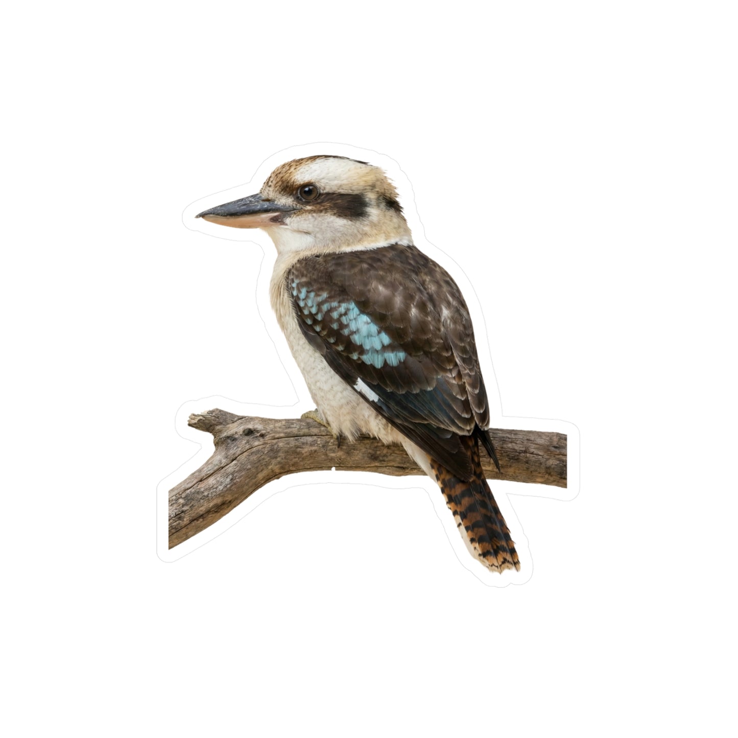 Kookaburra Vinyl Decal | Bird Sticker, Australian Wildlife