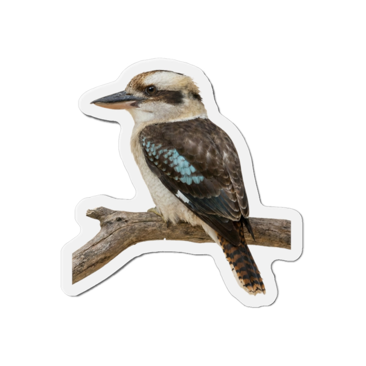 Kookaburra Magnet