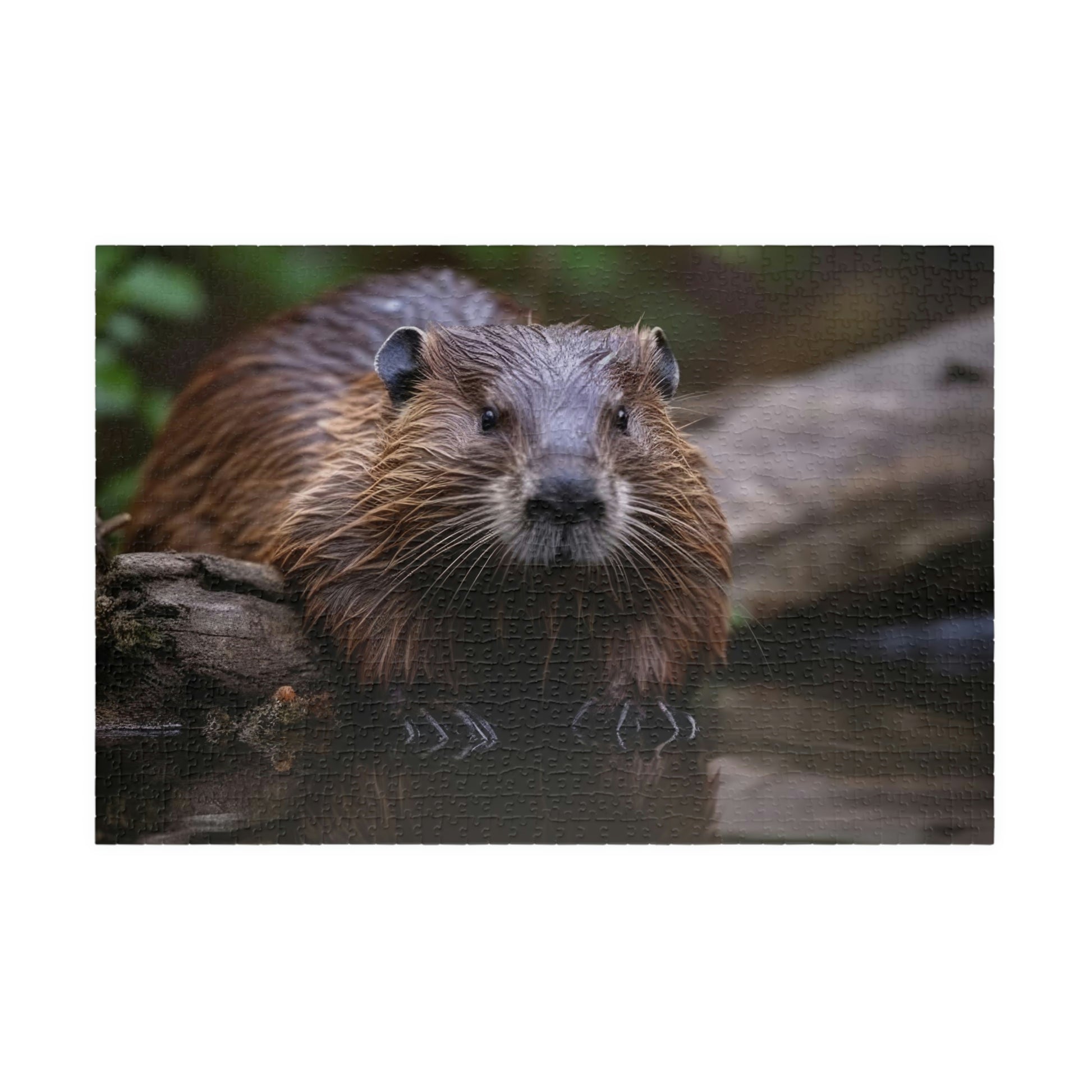 beaver puzzle 