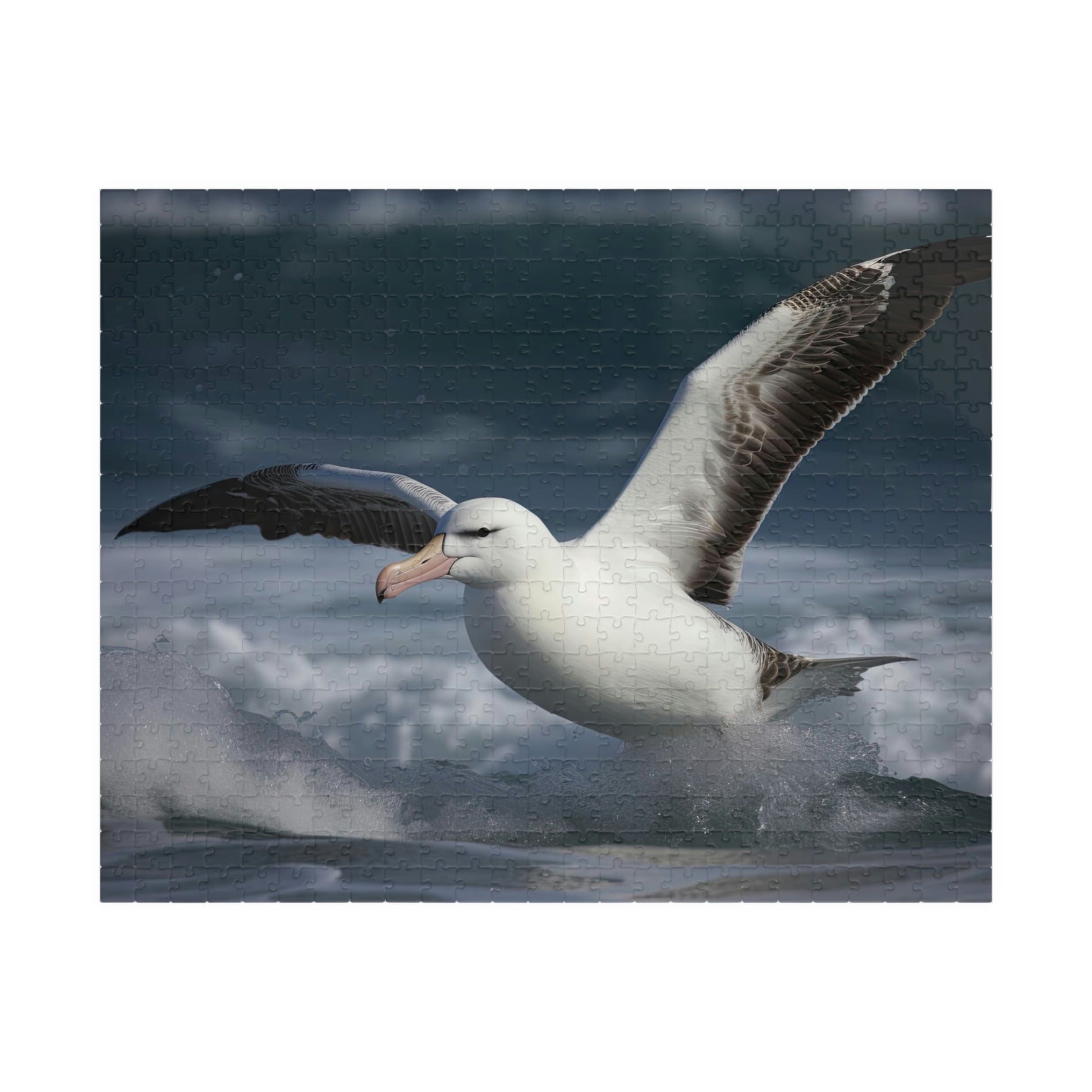 albatross jigsaw puzzle