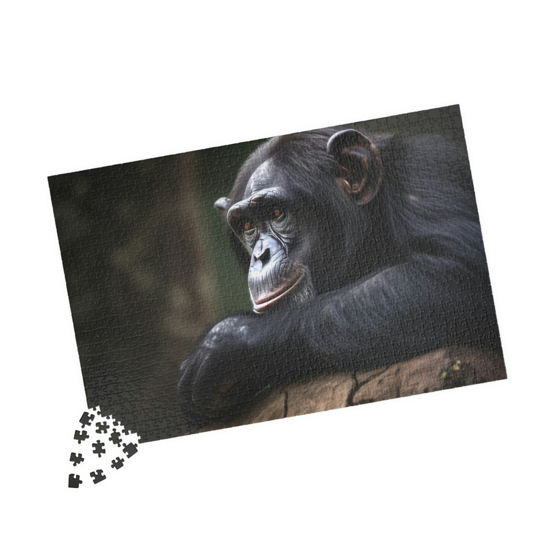 chimpanzee puzzle pieces